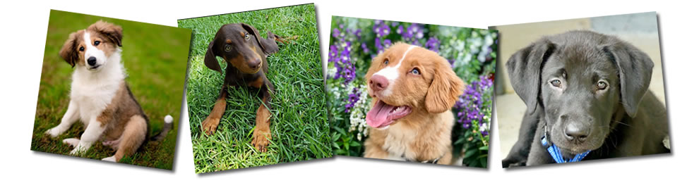 The Puppy Ladies - Tallahassee< Florida - Dog Training - Positive Reinforcement Training - Get Help from the Puppy Experts.